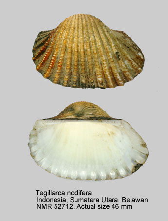 Tegillarca nodifera.jpg - Tegillarca nodifera(Martens,1860)